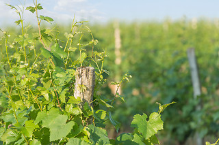 Dégustation vins aux Vignerons de Verneuil à Verneuil-sur-Vienne (87)