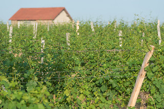 Dégustation vins aux Vignerons de Verneuil à Verneuil-sur-Vienne (87)