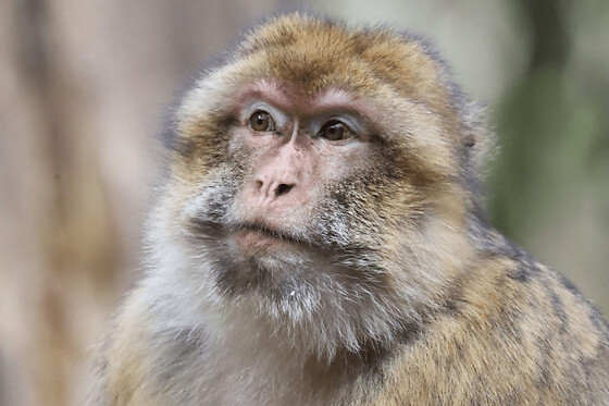 Billet pour la Montagne des Singes à Kintzheim (67)