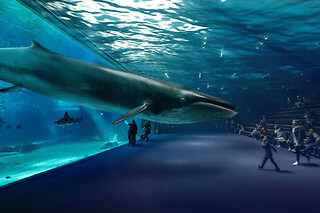 Billet pour l'Aquarium Nausicaá (62)