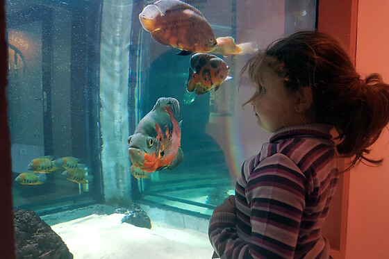 Billet pour l'Aquarium des Tropiques  (26)