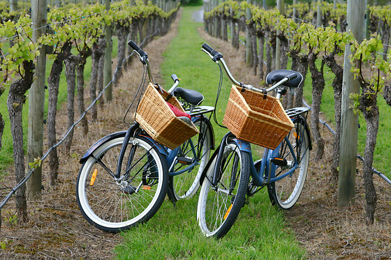 Balade à vélo dans les chemins de vigne et dégustation - Beaune Vélo Tour - Beaune (21)