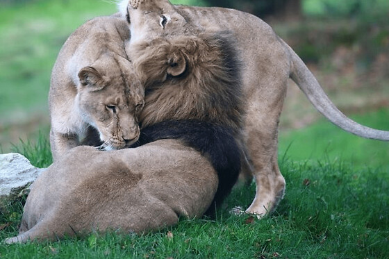 Billet pour le Zoo de Jurques (14)
