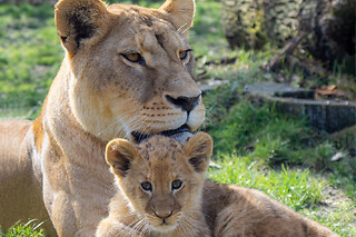 Billet pour le Wow Safari Thoiry (78) - Adulte
