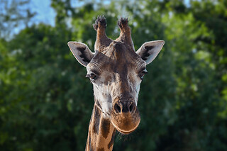 Billet pour le Zoo de La Boissière-du-Doré (44)