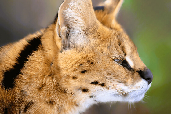 Billet pour le Zoo-refuge La Tanière (28)