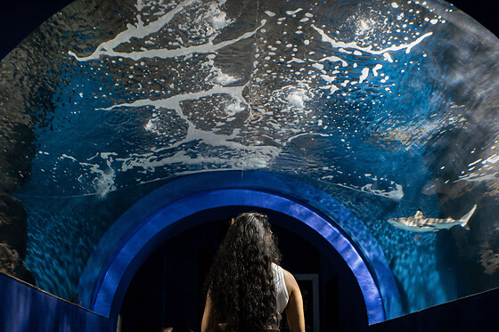Billet pour l'Aquarium de Lanzarote