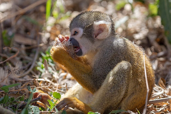 Billet combiné pour Lumigny Safari Réserve et Terre de Singes