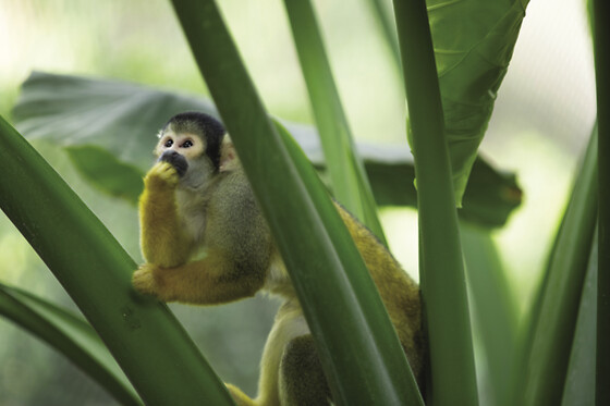 ZooParc de Beauval - Séjour 2 jours et 1 nuit pour 2
