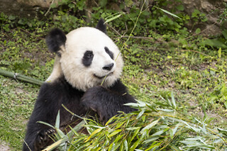 Zooparc de Beauval - 2 jours en duo
