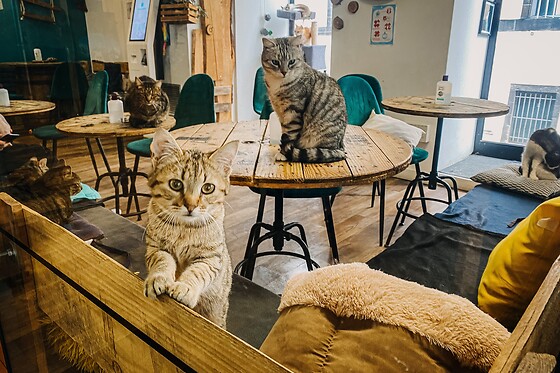 Un repas pour 4 au Chat'lounge Clermont-Ferrand à Clermont-Ferrand (63)
