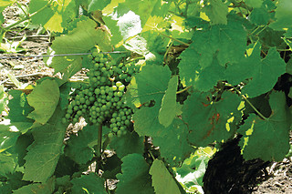 Dégustation à L’école du vin Ludivinum à Saint-Jean-de-Védas (34)