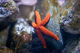 Aquarium de Paris