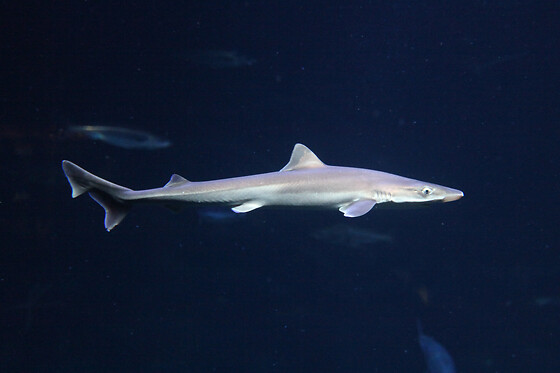 Sortie à l'aquarium pour 2 - L'Aquarium de Paris - Paris (75016)