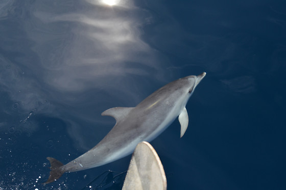 WHITE TENERIFE - photo 0