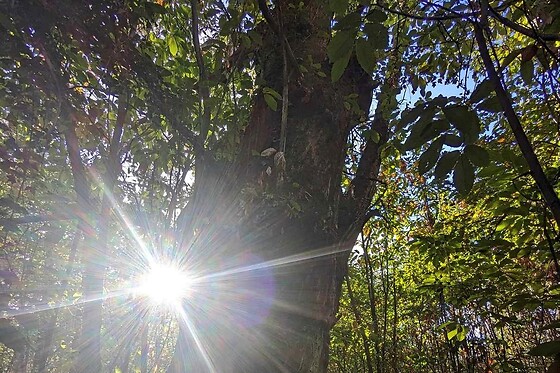 Une séance de sylvothérapie guidée pour deux chez O Création bois à Paussac-et-Saint-Vivien (24)