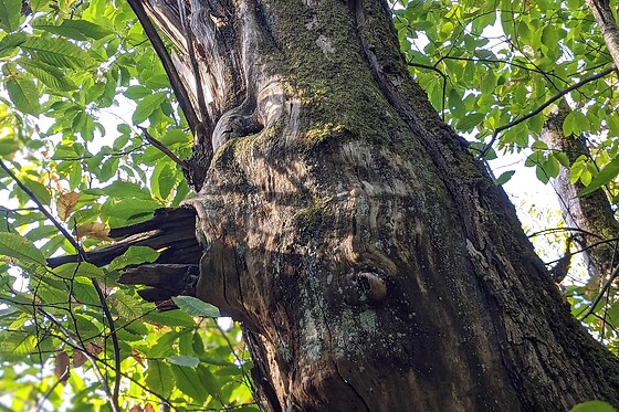 Une séance de sylvothérapie guidée pour deux chez O Création bois à Paussac-et-Saint-Vivien (24)