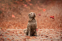 ystelle photographie
