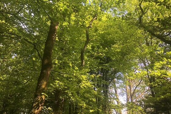 Myriam Guyomard - Bain de forêt - photo 0
