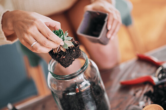 Atelier terrarium à Paris 12ème