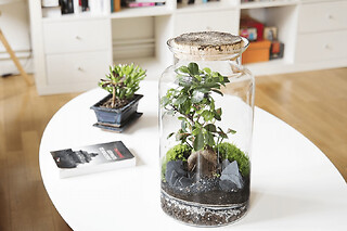 Atelier grand terrarium proche de Strasbourg (67)