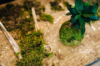 Atelier Kokedama à Bordeaux Mériadeck