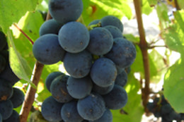 Domaine Brisson