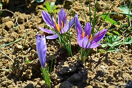 TERR' A SAFRAN