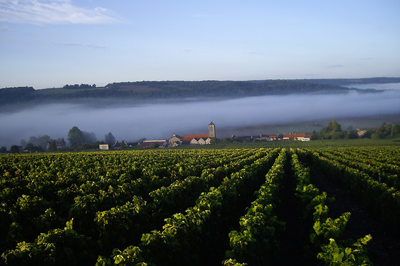 Champagne Pierre Laurent - photo 4