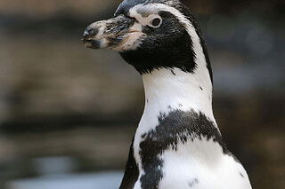 Nourrir les manchots au parc Parrot World (77)