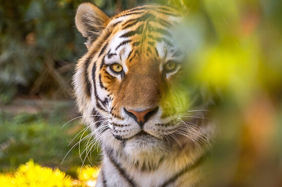 Billet pour le parc zoologique de la Bourbansais à Pleugueneuc