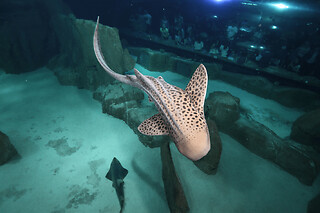 Billet nocturne pour l'Aquarium de Paris - Enfant