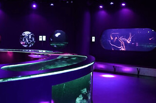 Billet nocturne pour l'Aquarium de Paris - Enfant