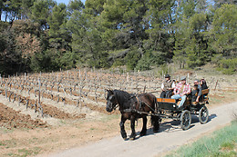 Vignerons du Mont Ventoux