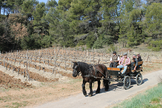 Atelier d'oenologie pour 4 chez les Vignerons du Mont Ventoux à Bedoin (84)