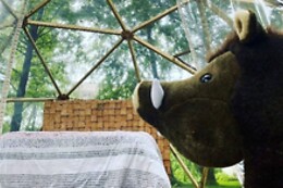 Les insolites d'Ardennes