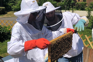 Stage journée apiculture à Pessac près de Bordeaux (33)