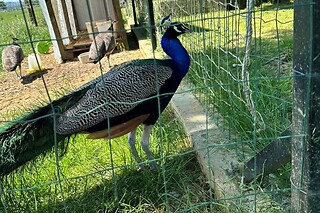 Séjour en kota en famille à la Ferme de la Harnoterie à Beaumont-en-Argonne (08)