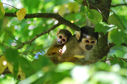 La Vallée des Singes