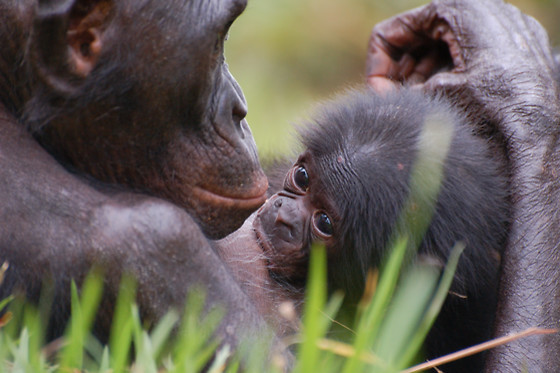 La Vallée des Singes - photo 3