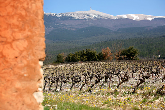 VMV Vignerons du Mont Ventoux - photo 1