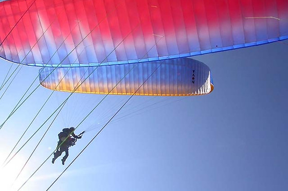 Les Volatiles - photo 3