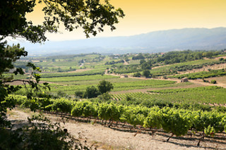 Atelier d'oenologie pour 2 chez les Vignerons du Mont Ventoux à Bedoin (84)