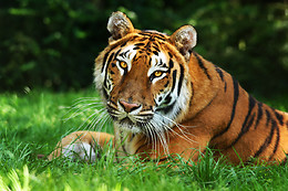 Zoo La Boissière du Doré