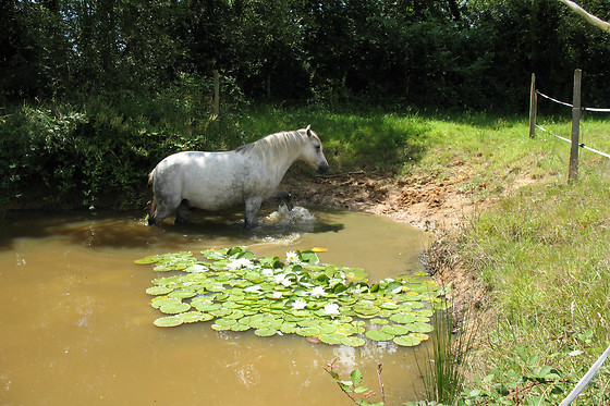 Espace Equestre du Pays de Retz - photo 3