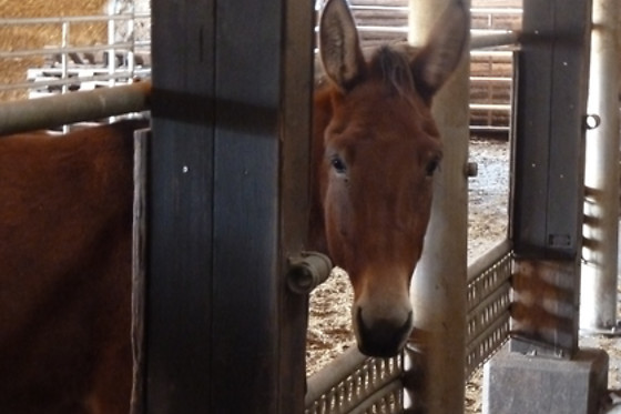 Zucht- und Reitstall Gentinetta - photo 4