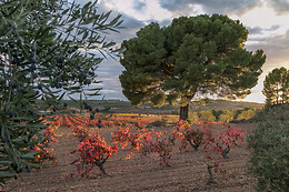 BODEGAS LOALTO