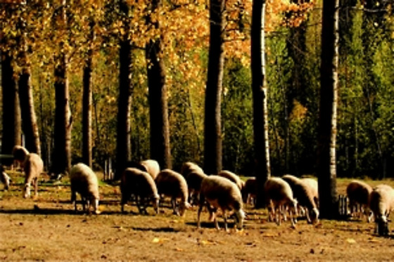 QUINTA DAS COVAS - photo 4