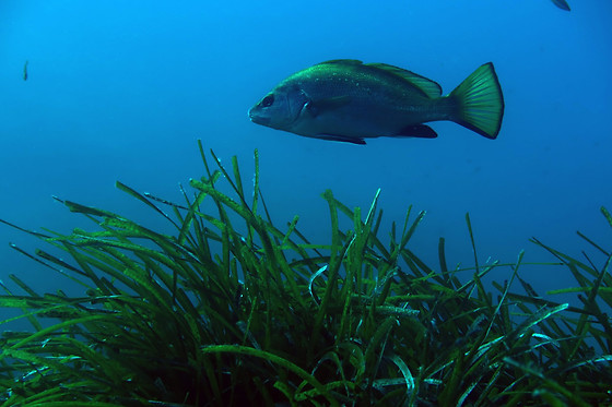 Baptême de plongée pour deux - BNR Diving - Beaulieu-sur-Mer (06)