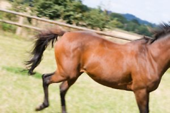 Centre Equestre les Onglous - photo 8